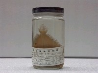 藏品(桂皮斑鮃)的圖片